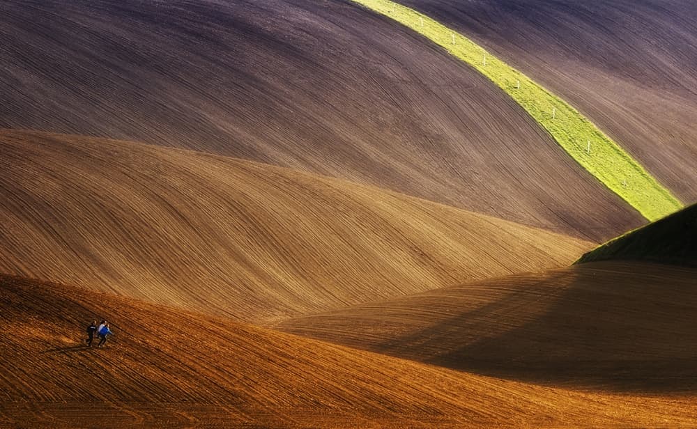 Green Stripe Wavy Fields by Piotr Krol (Bax) — canvas wall art