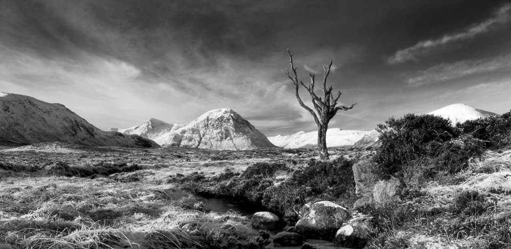 Solitary Winter Tree by Peter Paterson — canvas wall art
