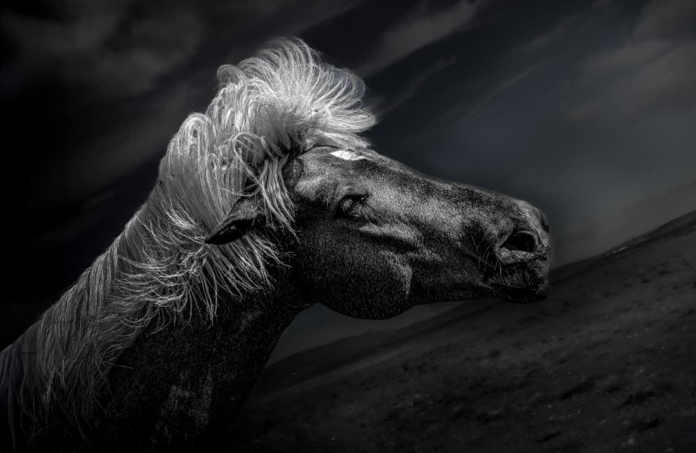 Wild Icelandic Horse by Kenneth-Wei Zeng — canvas wall art