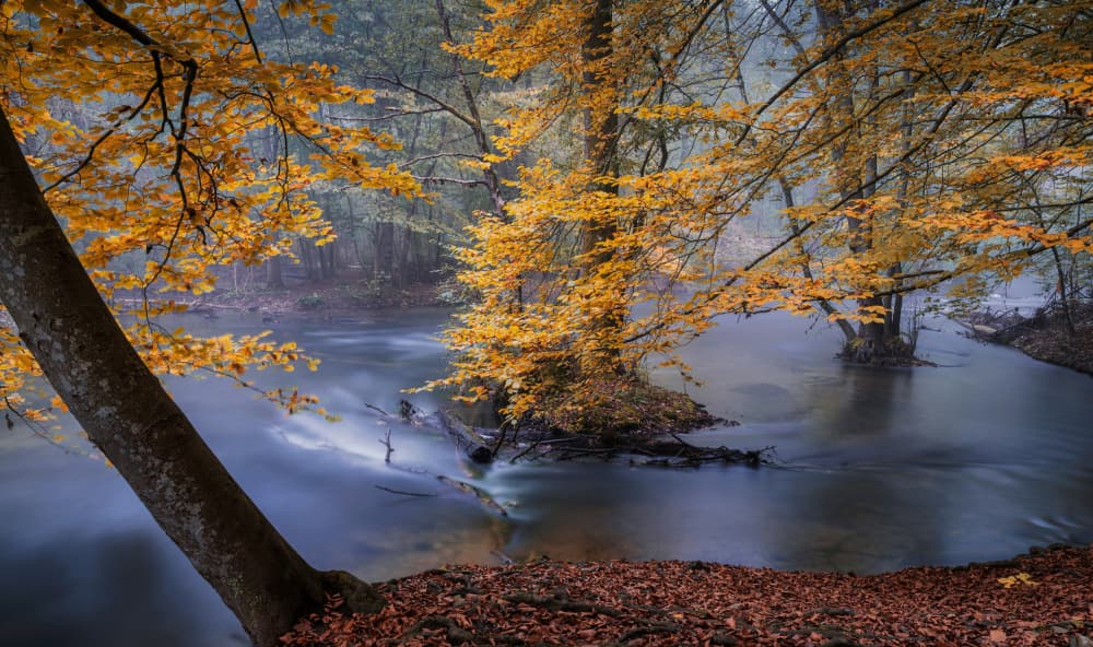 Misty Autumn River by Norbert Maier — canvas wall art