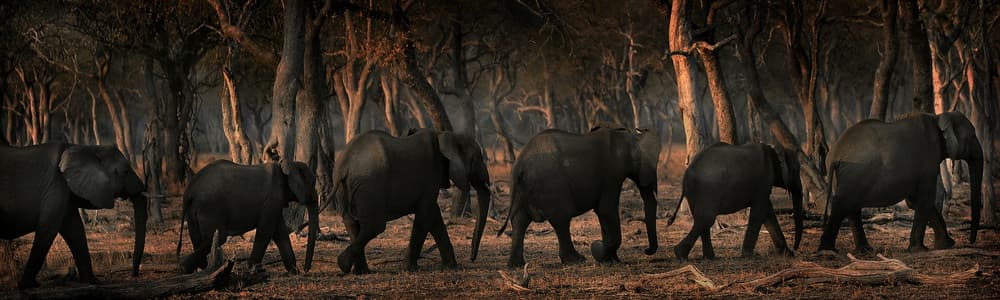 Wild Elephant Procession by Antonio Grambone — canvas wall art