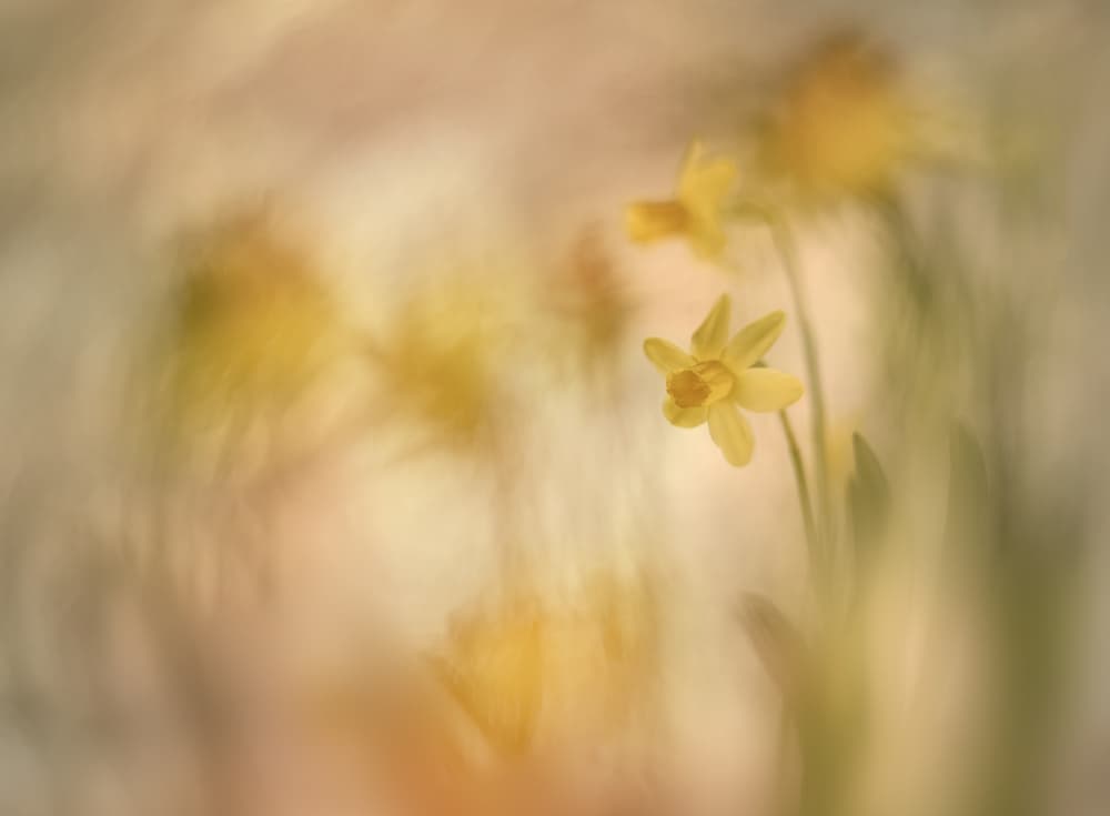 Daffodils by Nel Talen — canvas wall art