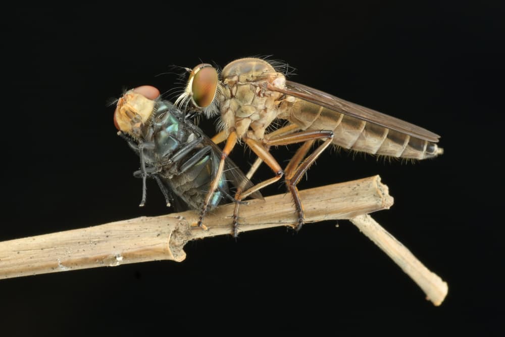 Robber Fly Catches Prey by Rawisyah Aditya — canvas wall art