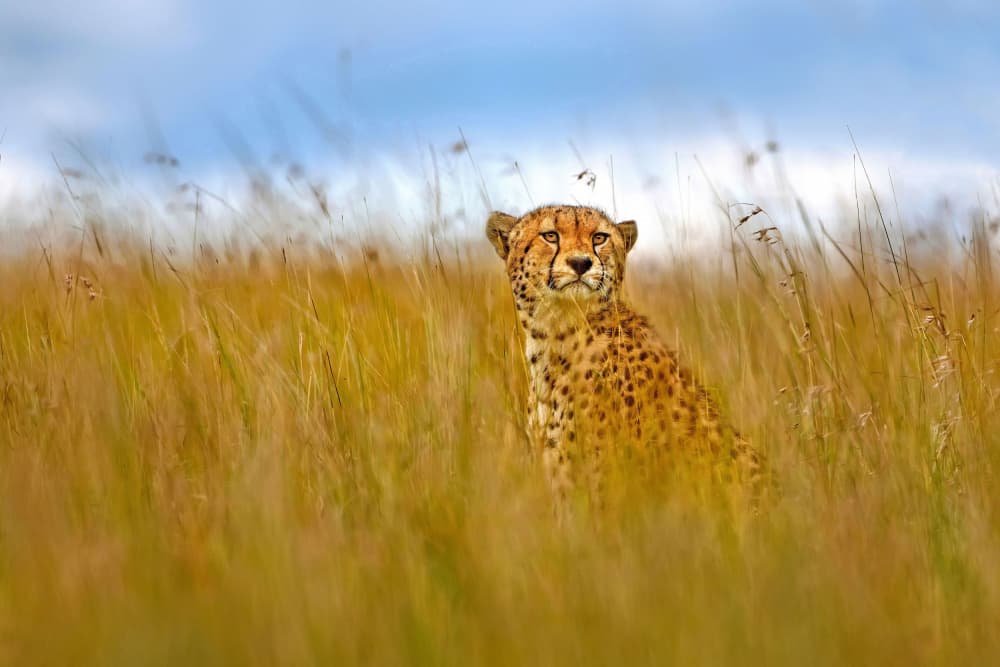 Watchful Cheetah In Grass by Xavier Ortega — canvas wall art