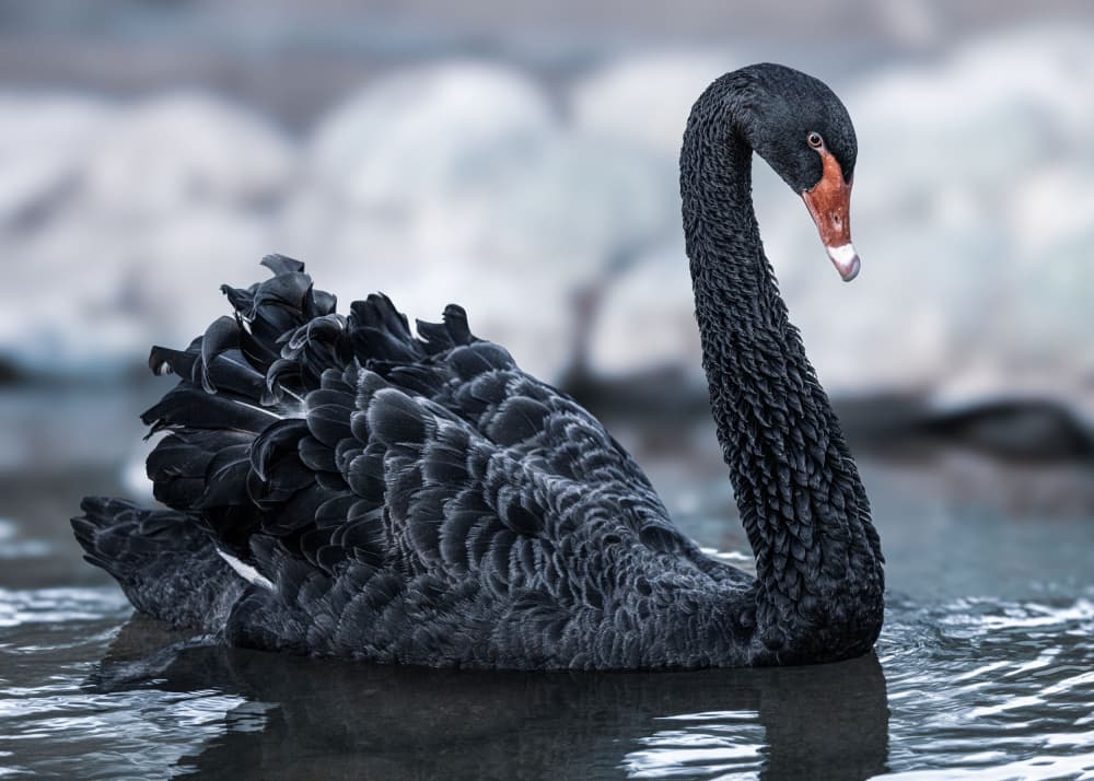 Graceful Black Swan by Hamza Qarooni — canvas wall art