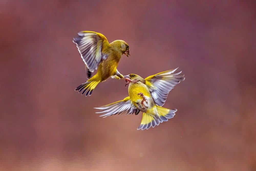 Flying Greenfinches by Marco Redaelli — canvas wall art