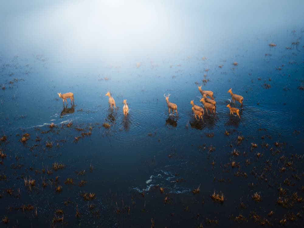 Deer in Misty Wetland by NingYun Ye — canvas wall art