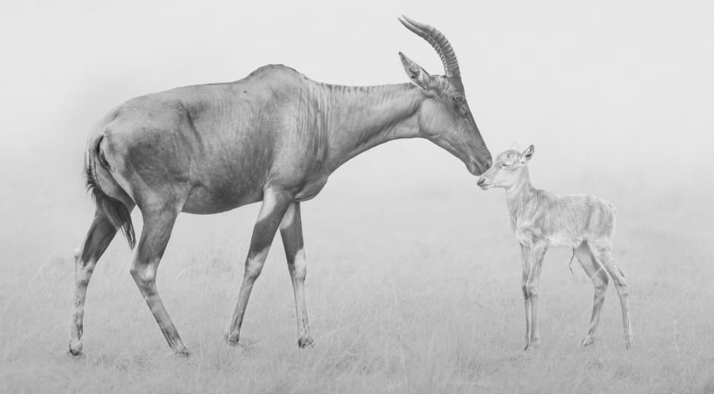 Tender Antelope Bond by Yang Jiao — canvas wall art