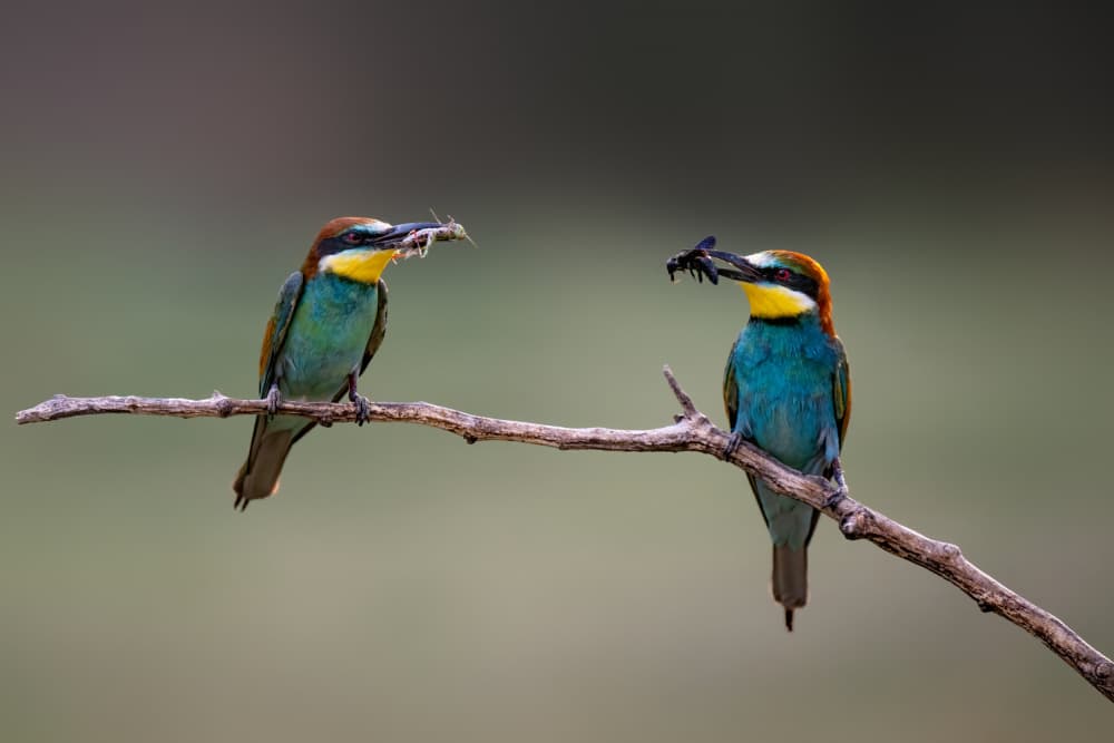 Vibrant Bee-eater Pair by Rob Li — canvas wall art