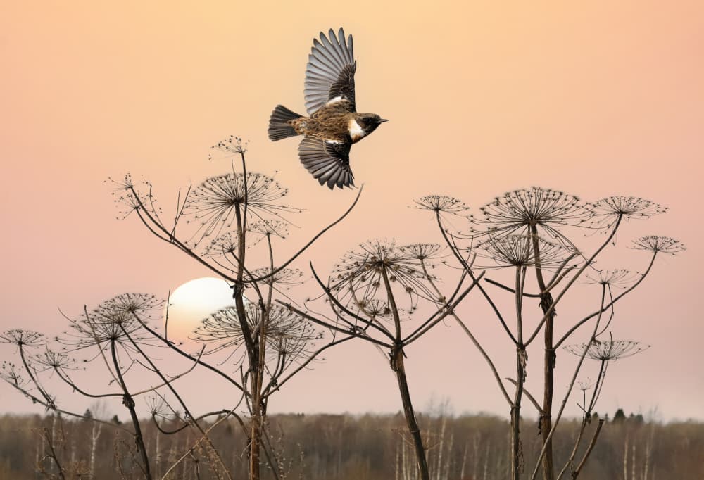 Bird Flying At Sunset by אייל בר אור • Eyal Bar Or — canvas wall art