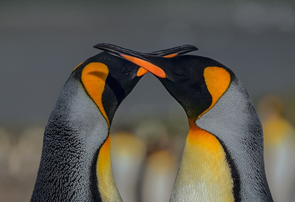 Penguins in Love by Jennifer Lu — canvas wall art