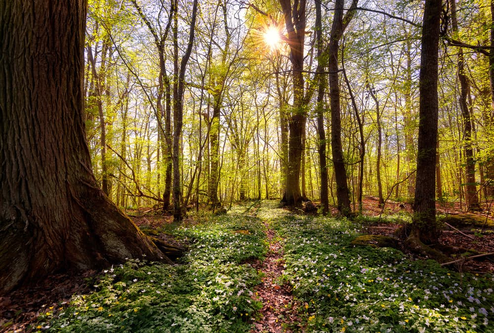 Sunlit Forest Path by Christian Lindsten — canvas wall art