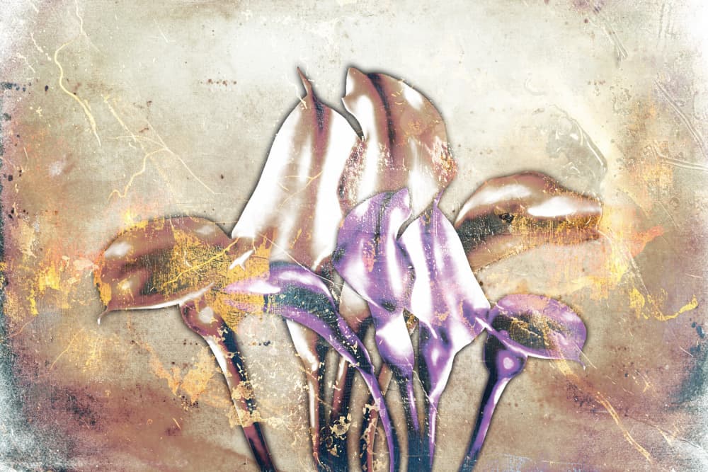 Elegant Calla Lilies by Rafal Kulik — canvas wall art