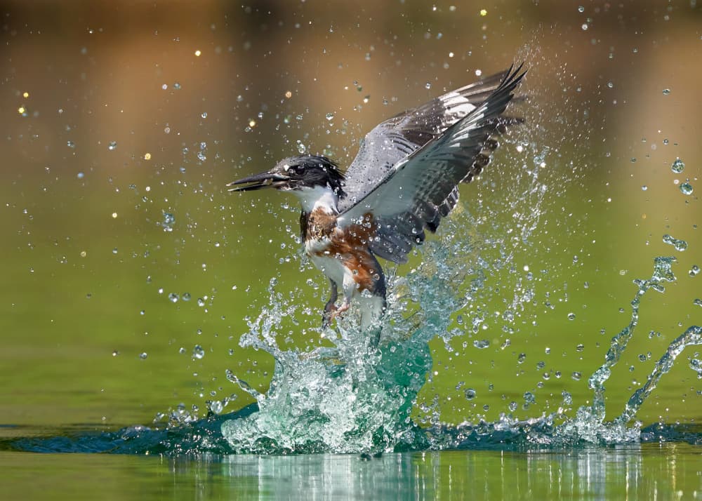 Dynamic Kingfisher Splash by Johnny Chen — canvas wall art