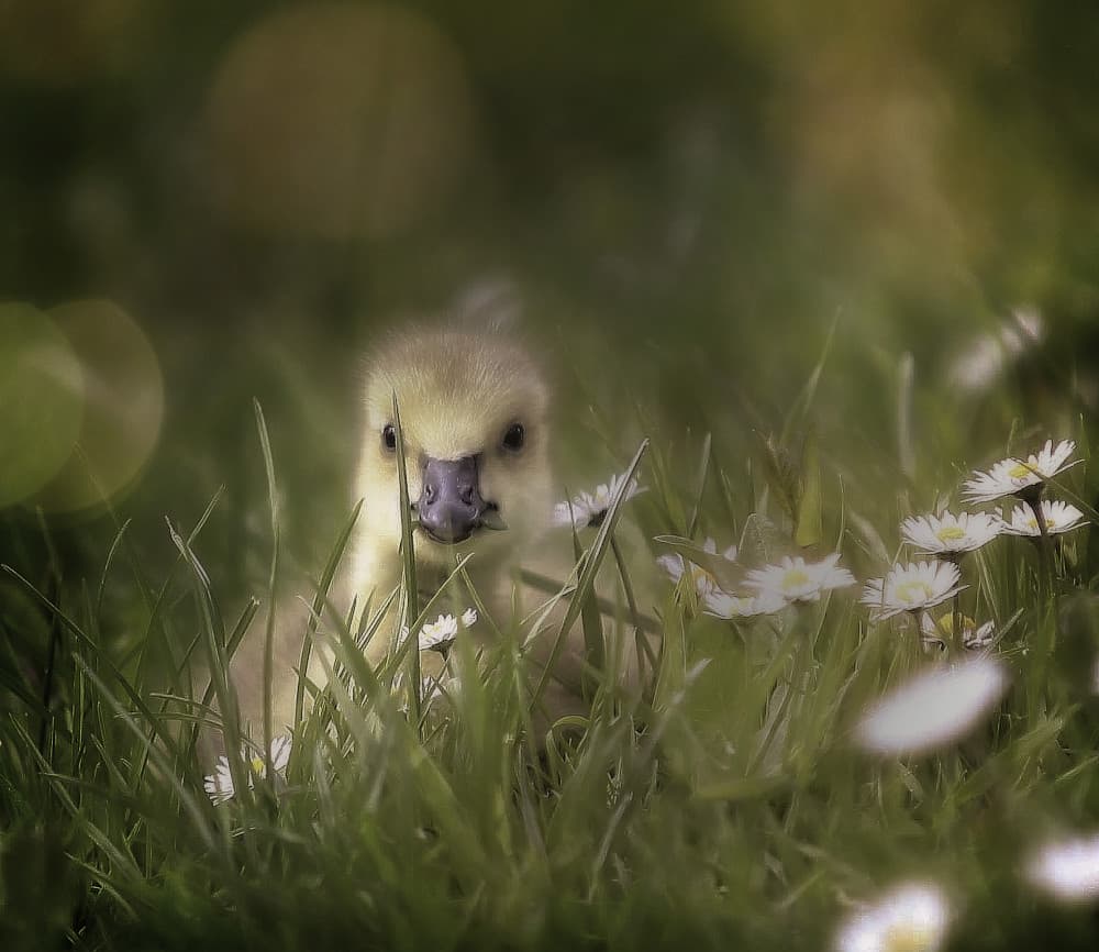 Baby Gosling in Daisies by Anna Cseresnjes — canvas wall art
