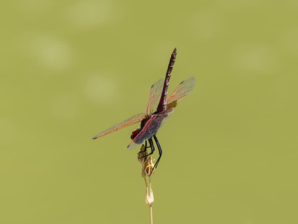 Vibrant Dragonfly Perched by engin akyurt — canvas wall art