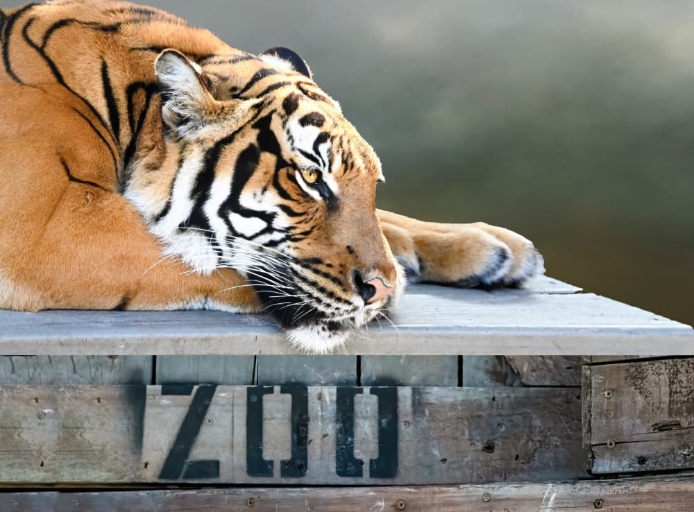 Pensive Zoo Tiger by Jane Lyons — canvas wall art