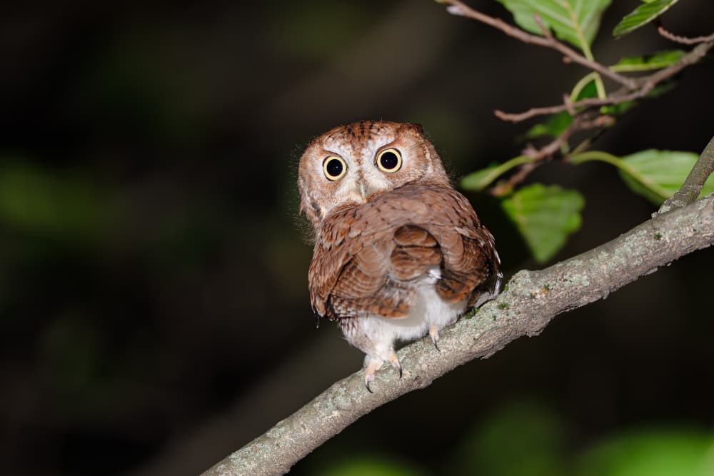 Wide-Eyed Forest Owl by Johnny Chen — canvas wall art