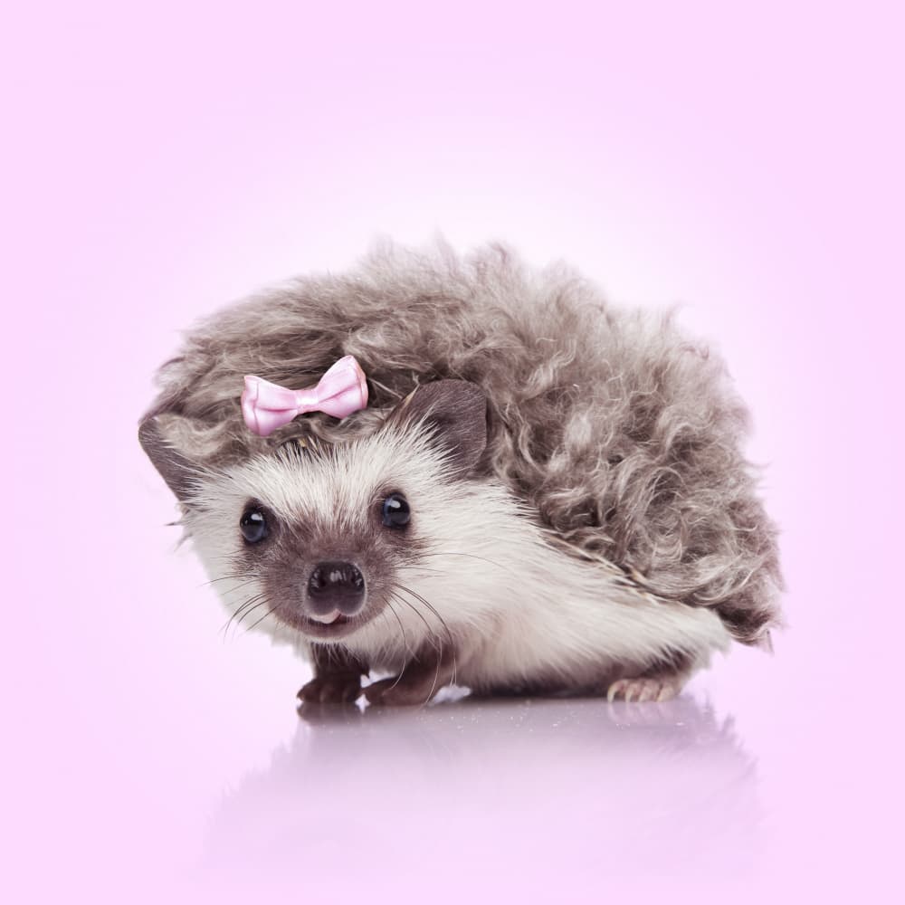 Hedgehog With Pink Bow by Artem Pozdniakov — canvas wall art