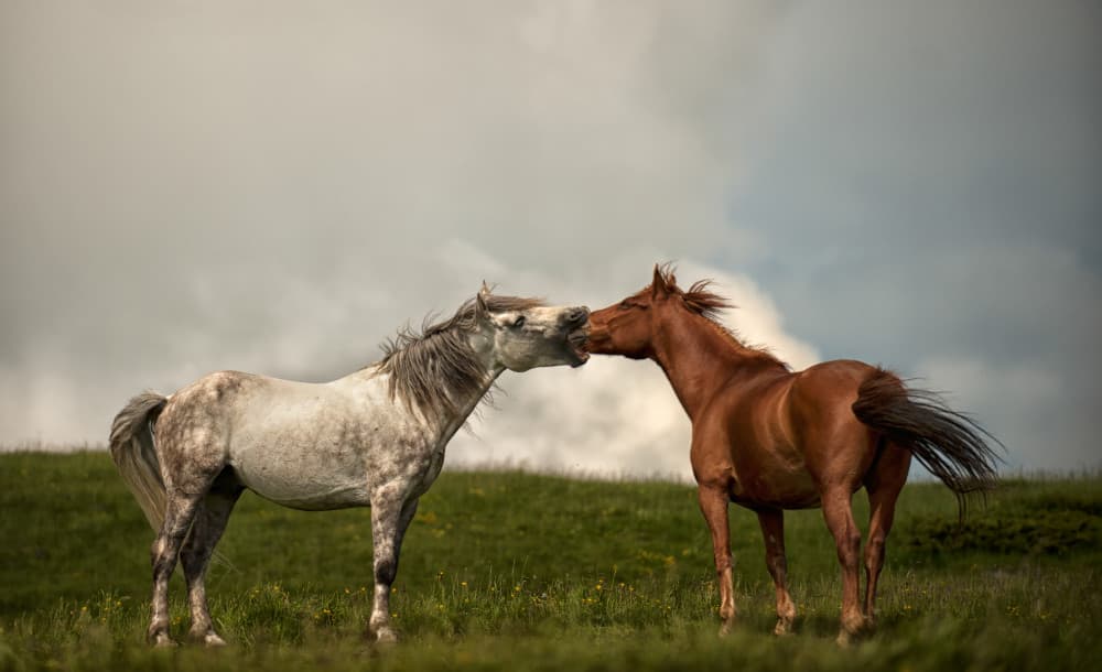 Gentle Horses Nuzzle by Radojica Jevric fotorax — canvas wall art