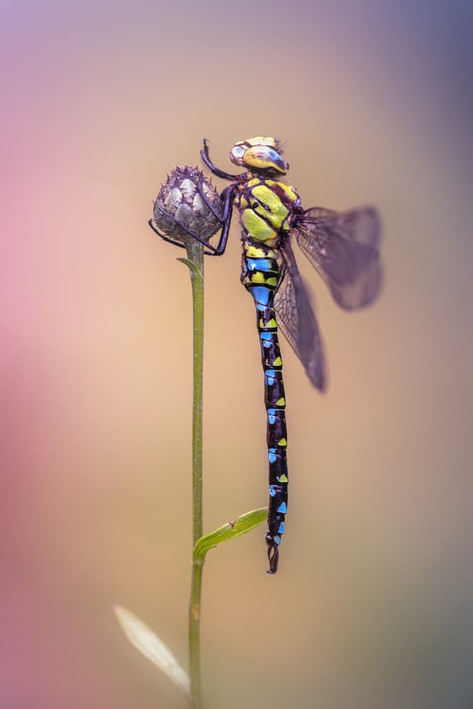 Vibrant Dragonfly Bloom by Fabrizio Daminelli — canvas wall art