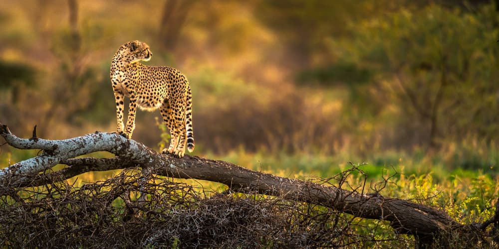 Golden Hour Cheetah by Hung Tsui — canvas wall art