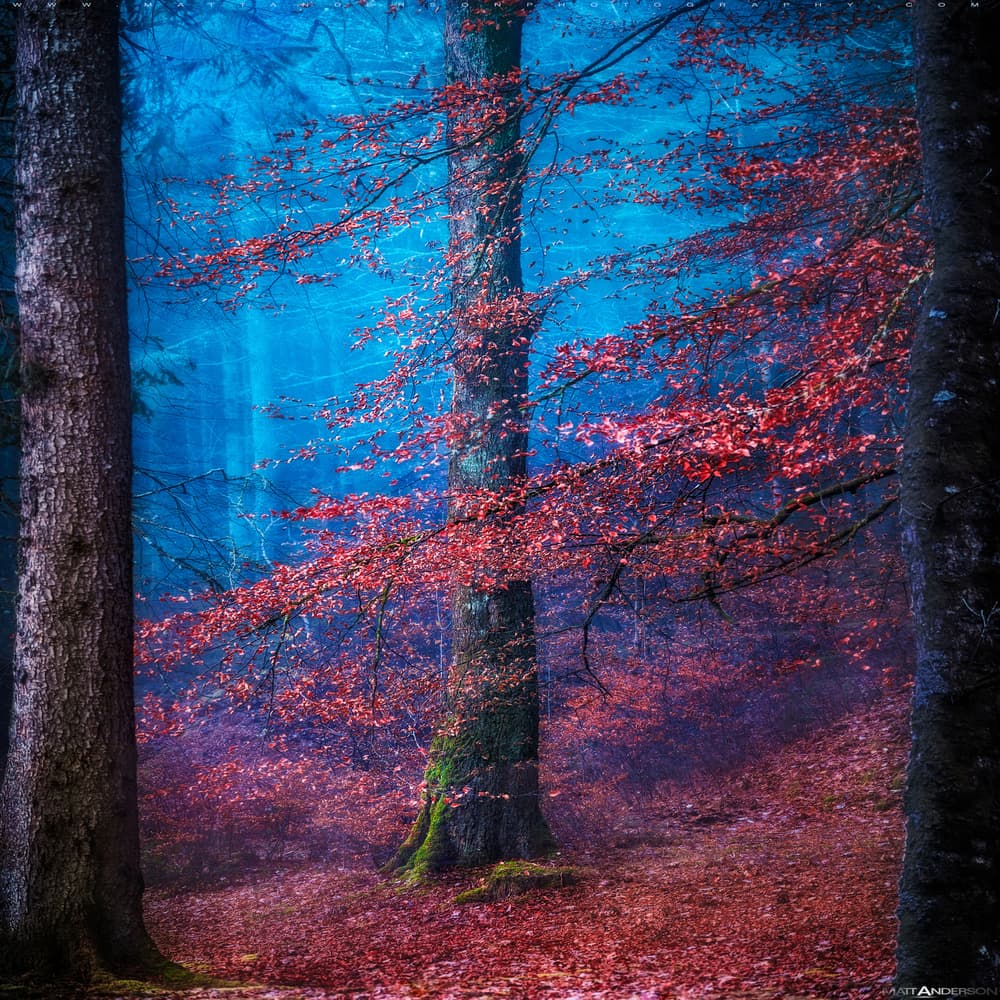 Enchanted Autumn Forest by Matt Anderson — canvas wall art