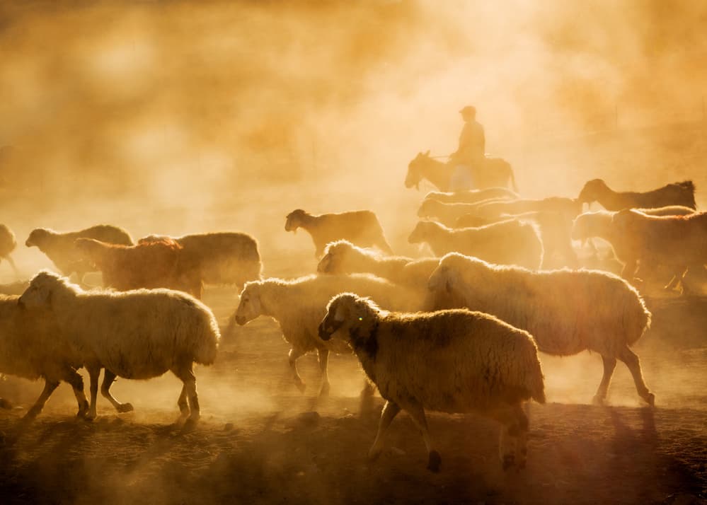 Golden Hour Sheep Herding by Feyzullah Tunç — canvas wall art