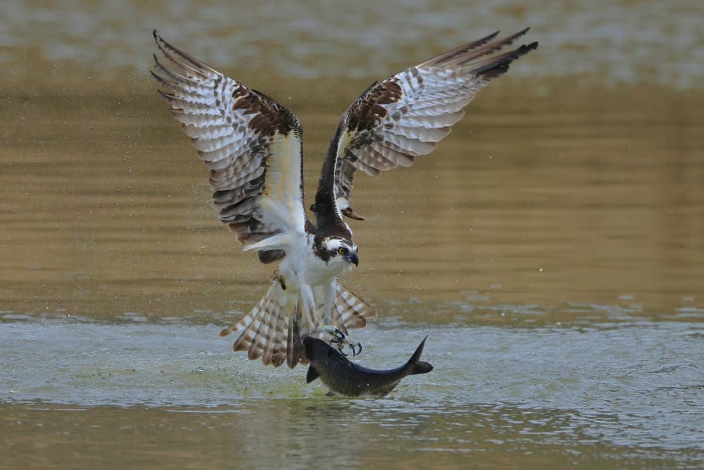 Osprey Catches Fish by Gavin Lam — canvas wall art