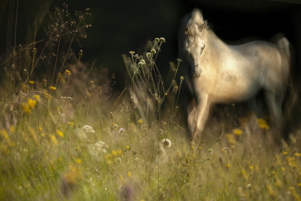 Dreamy White Horse by Milan Malovrh — canvas wall art