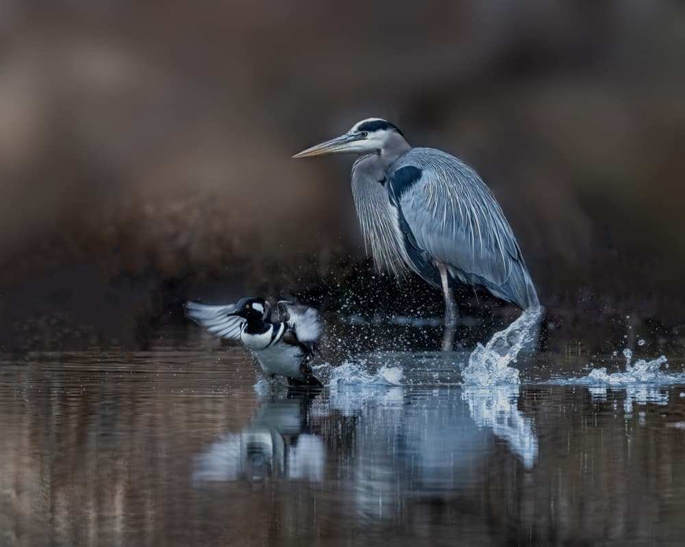 Heron Grebe Water Dance by Songhu Yan — canvas wall art