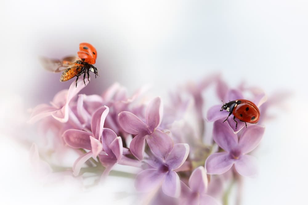 Ladybug Lilac Dance by Ellen van Deelen — canvas wall art