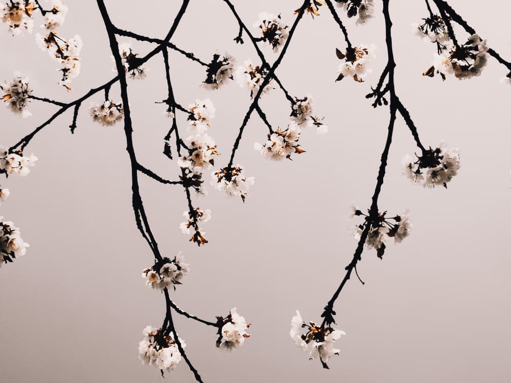 White Spring Blossoms by Bilge Paksoylu — canvas wall art