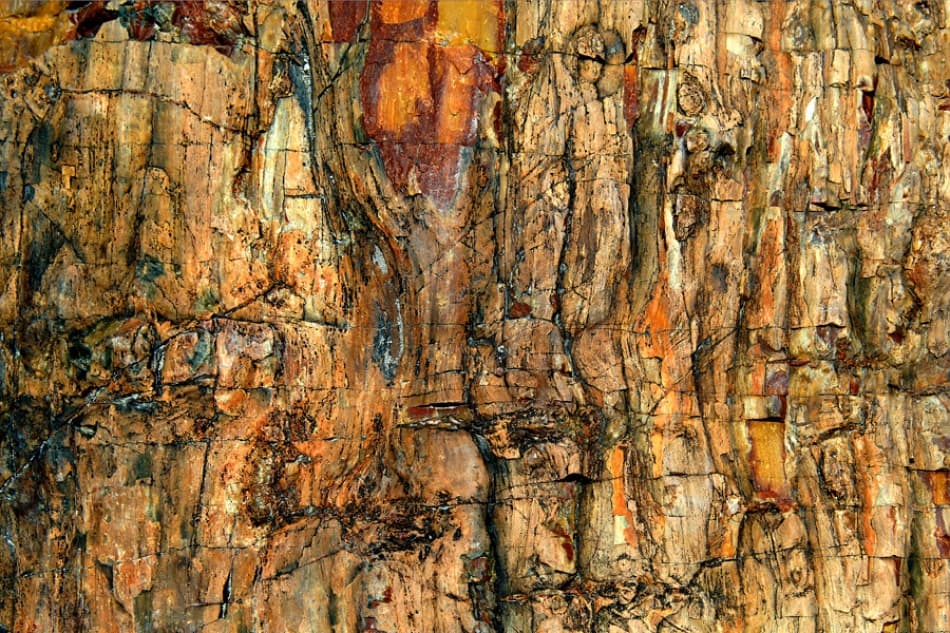 Ancient Petrified Wood by Jure Kravanja — canvas wall art