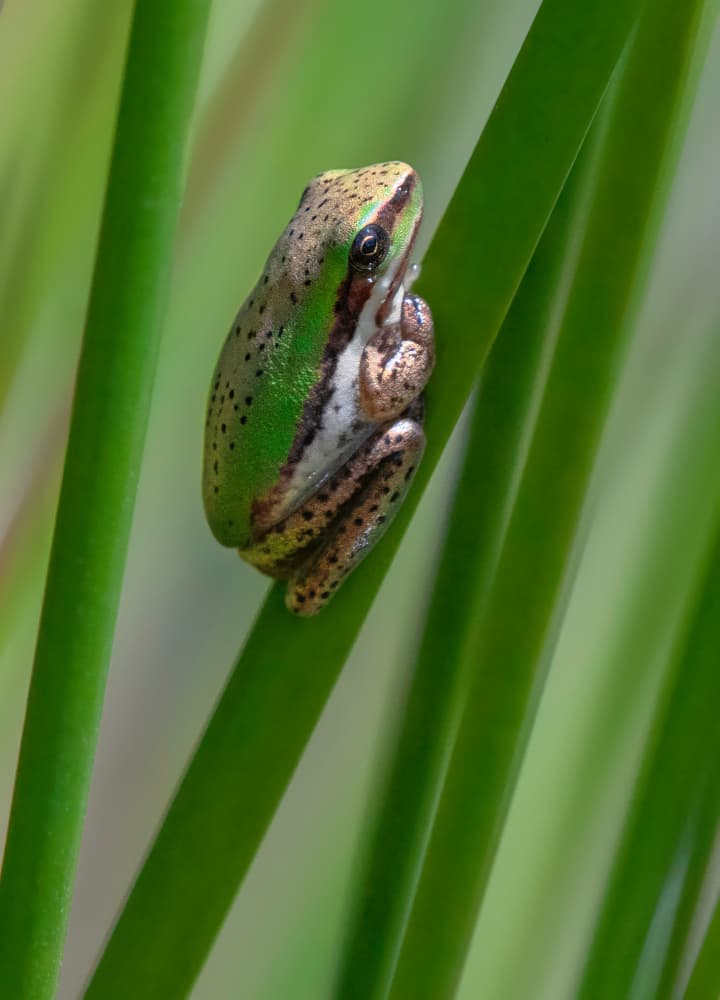 Green Frog On Stem by Emanuel Papamanolis — canvas wall art