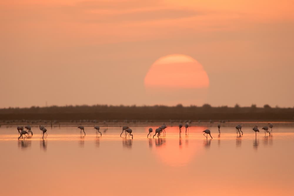 Pink Flamingos Sunset Glow by Joan Gil Raga — canvas wall art