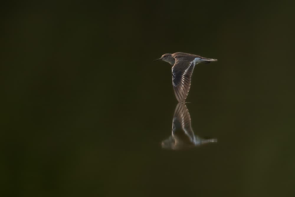 Graceful Bird Reflection by Rajat Dhesi — canvas wall art
