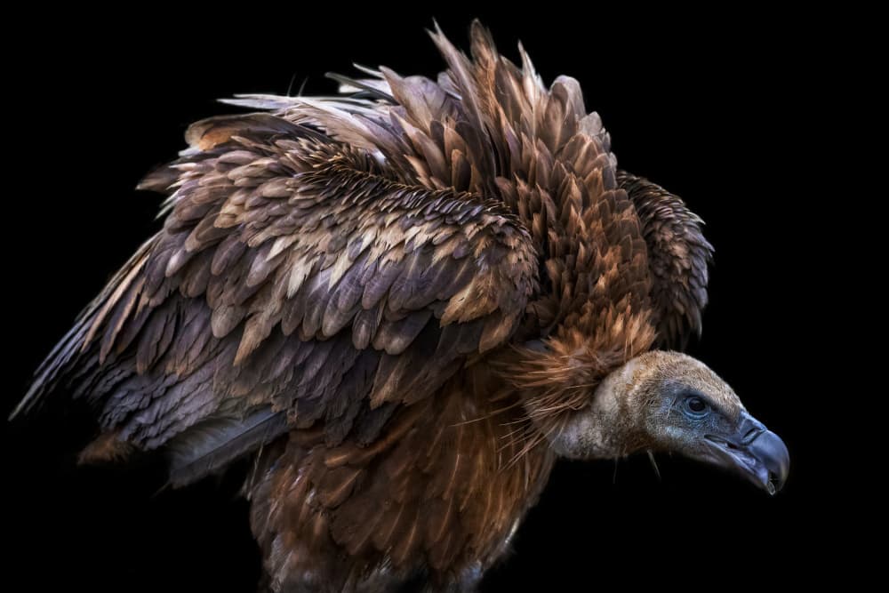 Majestic Vulture Profile by Martine Benezech — canvas wall art