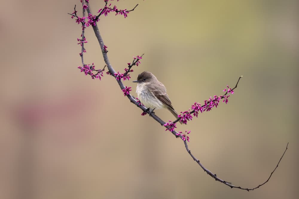 Spring Bird on Blossoms by ZY Zhang — canvas wall art