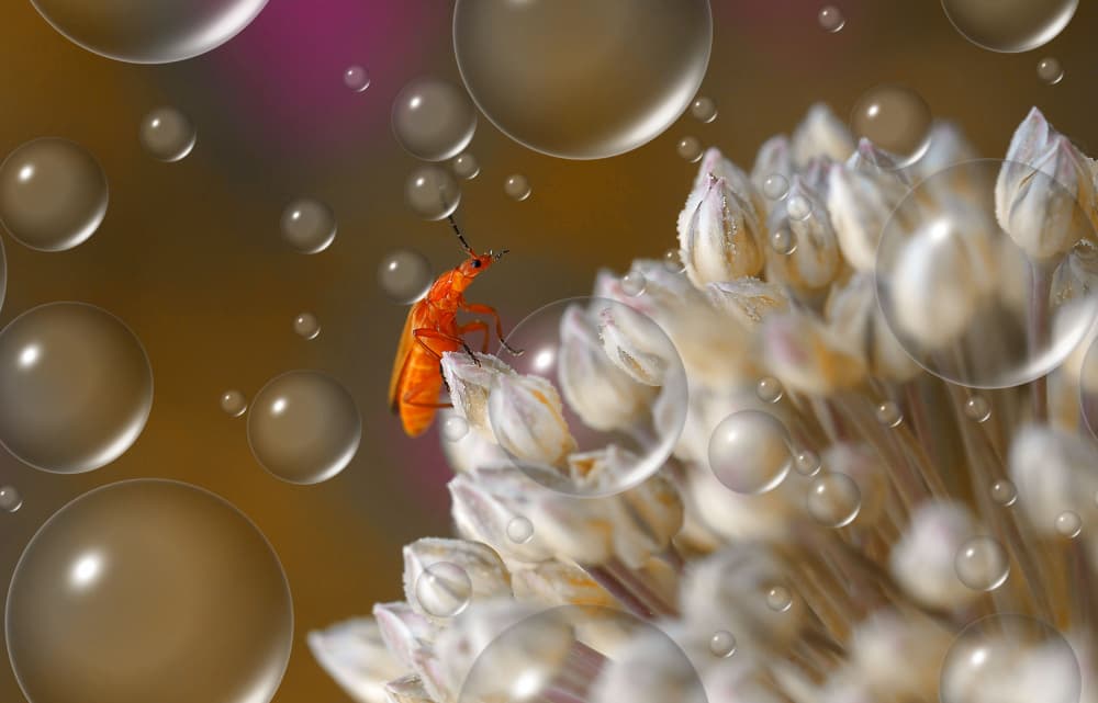 Orange Bug Bubble Bloom by Thierry Dufour — canvas wall art