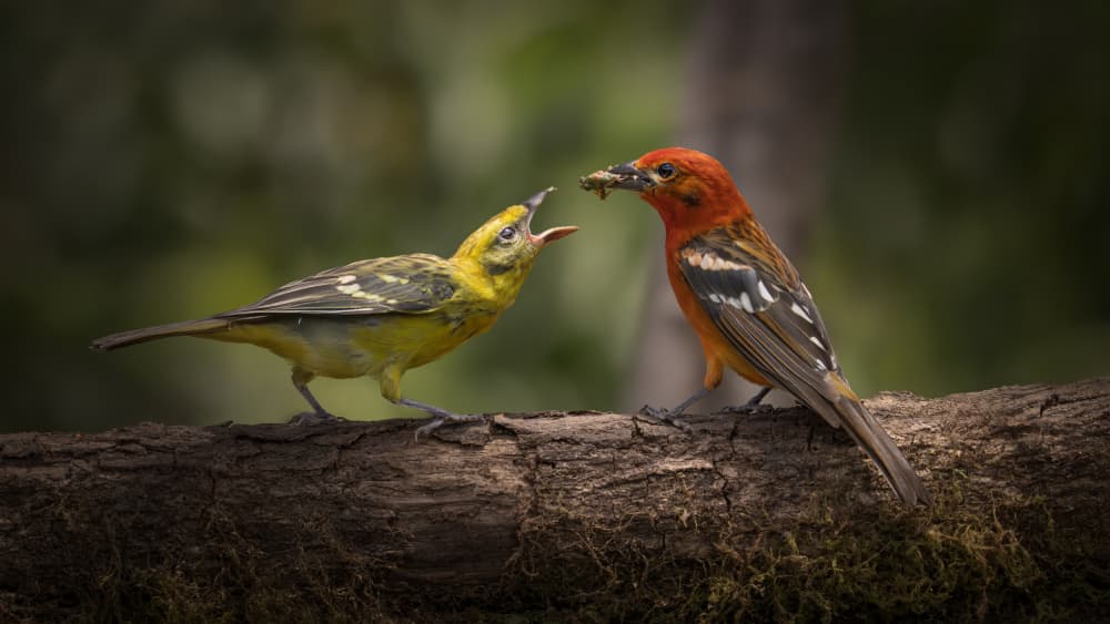 Jungle Birds Feeding by tianhuayu — canvas wall art