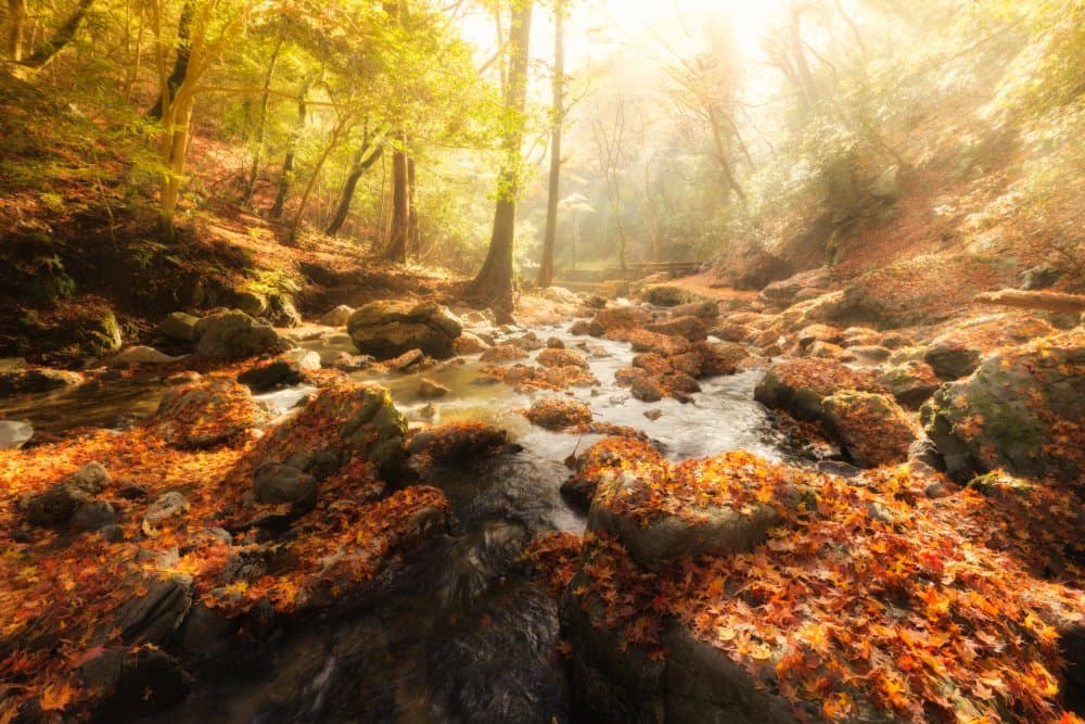 Golden Autumn Stream by Yoshihiko Wada — canvas wall art
