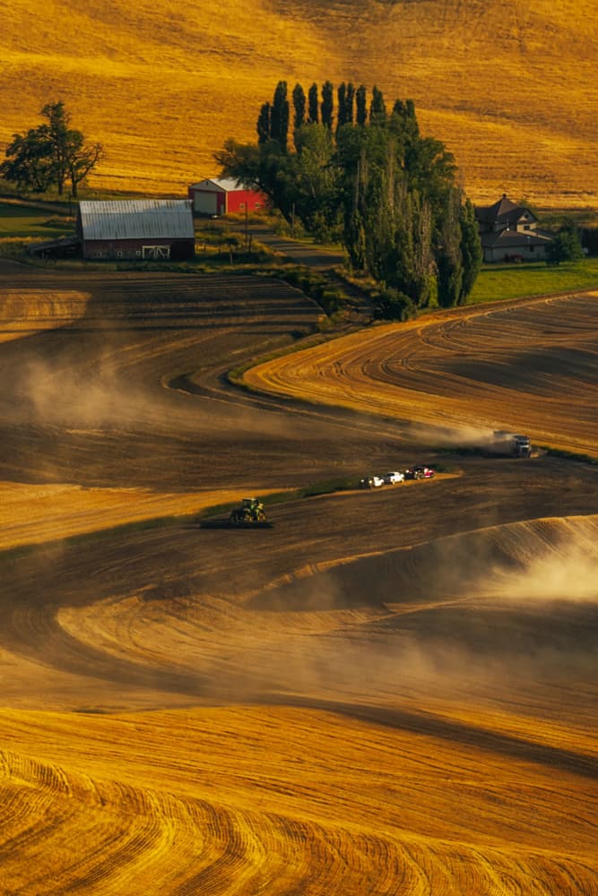 Golden Harvest Fields by Lydia Jacobs — canvas wall art