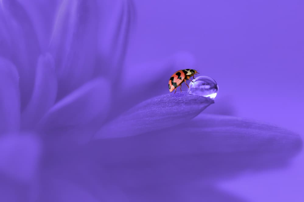 Ladybug On Purple Flower by Edy Pamungkas — canvas wall art