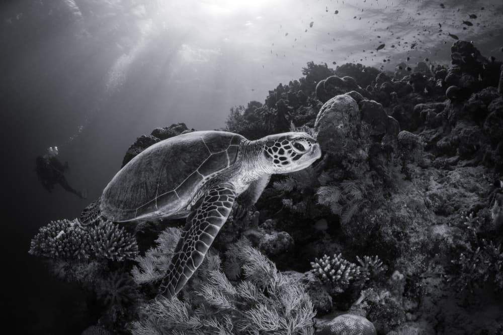 Sunlit Ocean Turtle by Barathieu Gabriel — canvas wall art