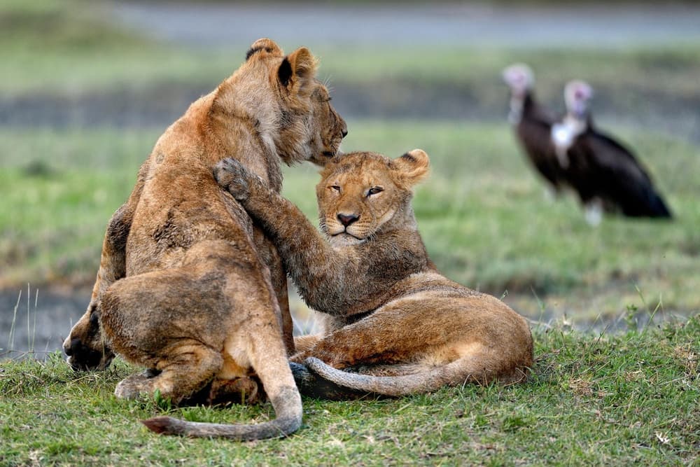 Lion Cubs Embrace by Giuseppe DAmico — canvas wall art