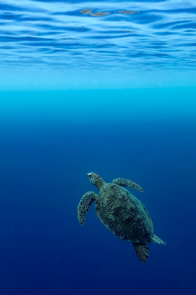Deep Blue Sea Turtle by Serge Melesan — canvas wall art
