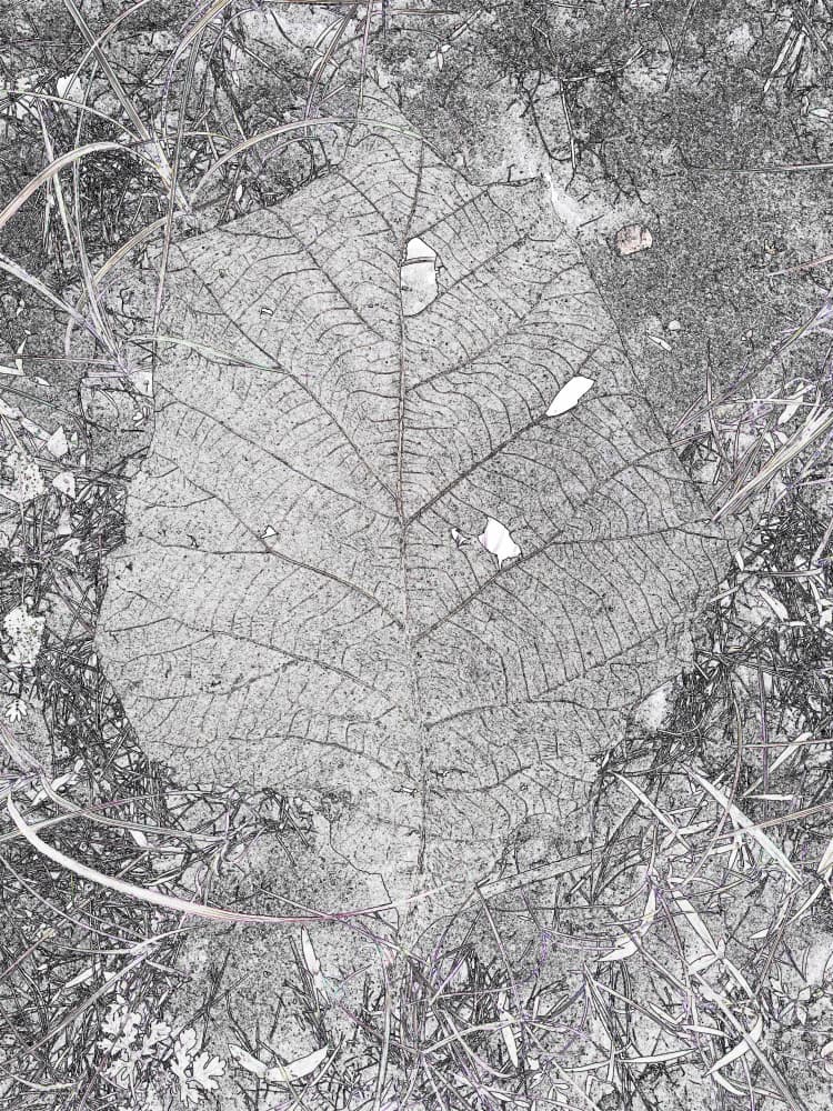 Monochrome Leaf Detail by Santhosh ch — canvas wall art