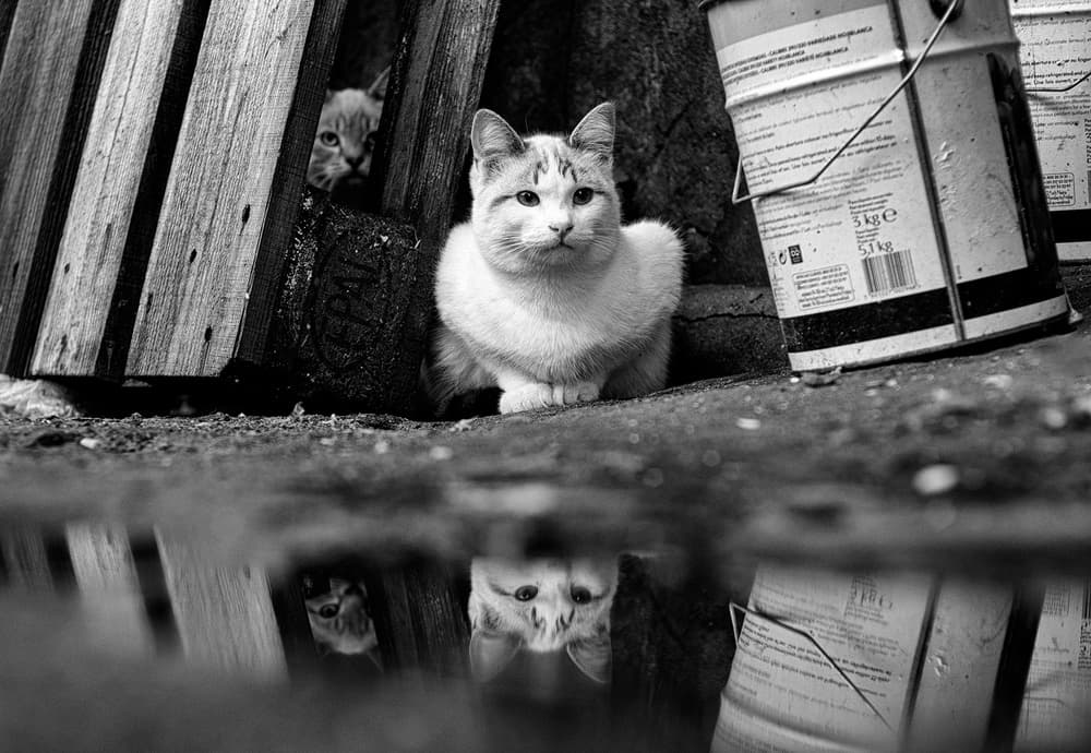 Street Cats Reflection by Carlos Costa — canvas wall art