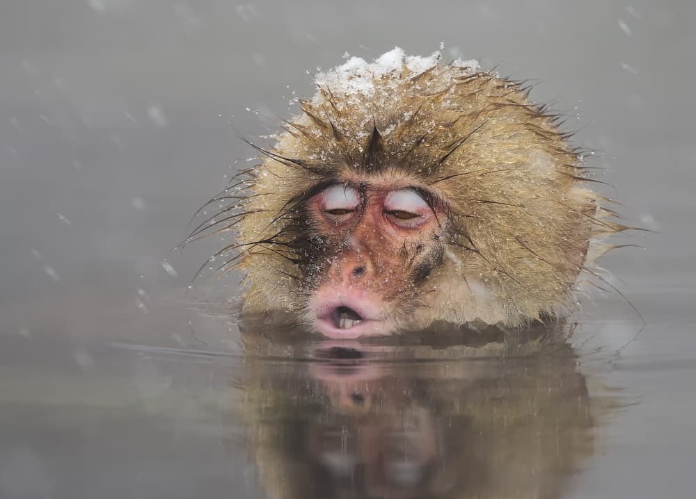 Meditating Snow Monkey by C.S. Tjandra — canvas wall art